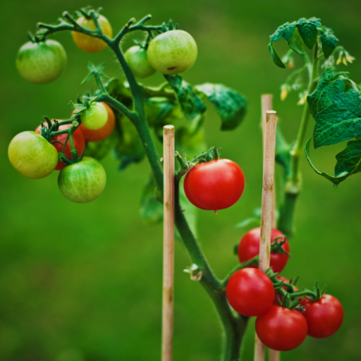 epsom salt to tomato plants