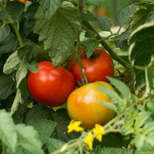 how often to put epsom salt on tomato plants