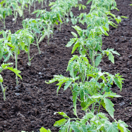 do tomato plants need epsom salt