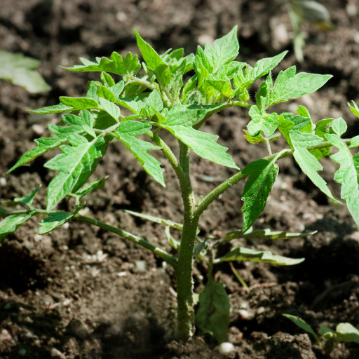 how often do you put epsom salt on tomato plants