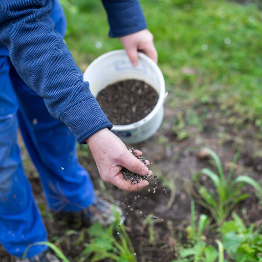 using organic chicken manure to fertilize strawberries and rasberries