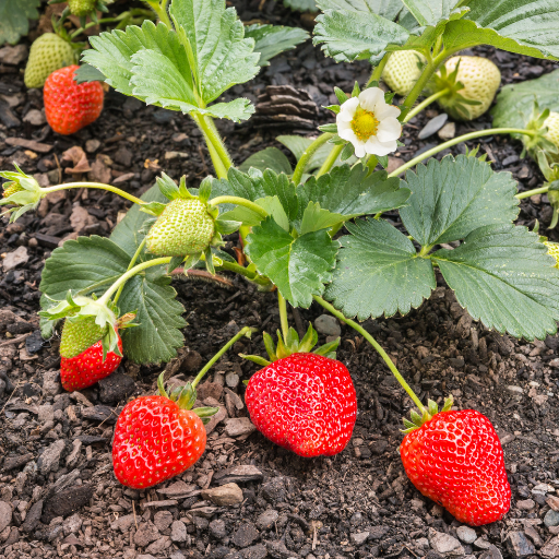 using organic chicken manure to fertilize strawberries and rasberries