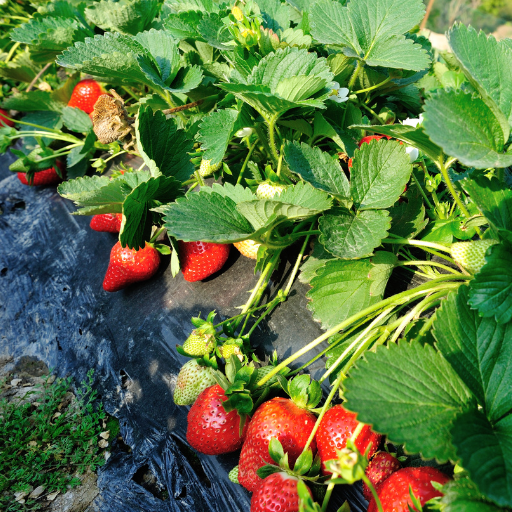 using organic chicken manure to fertilize strawberries and rasberries