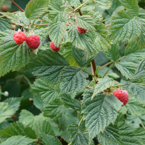 using organic chicken manure to fertilize strawberries and rasberries