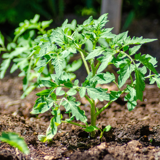 tomato plants and epsom salt