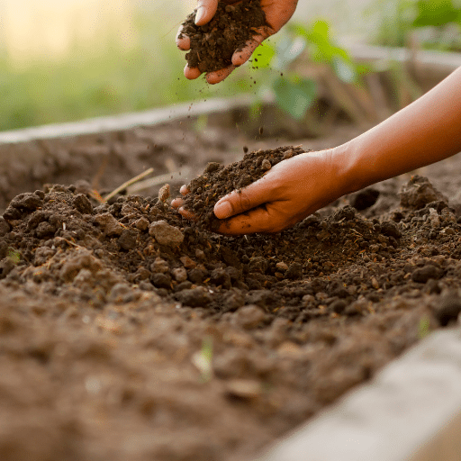 Salt Planting Method Epsom Salt in Horticulture: How It Helps Your Plants Thrive