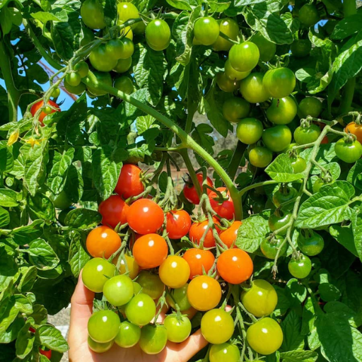 Why Use Epsom Salt for Tomato Plants?