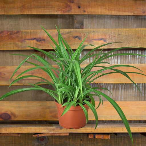 do spider plants like epsom salt