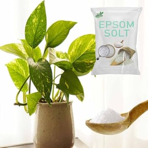 epsom salt for house plants