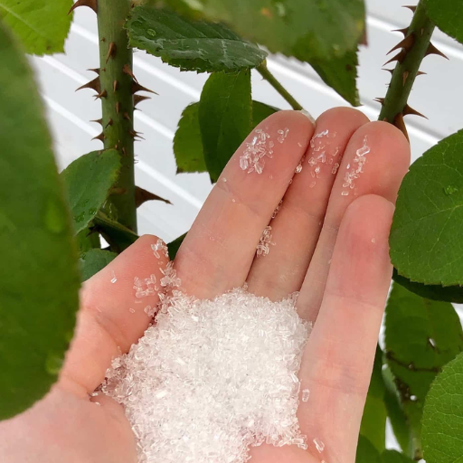 organic epsom salt for plants