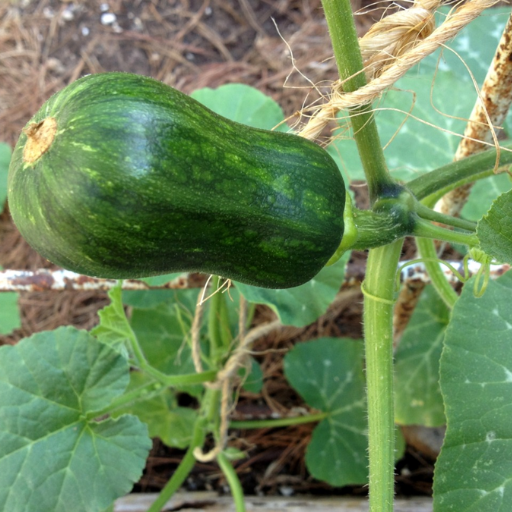 epsom salt for squash plants