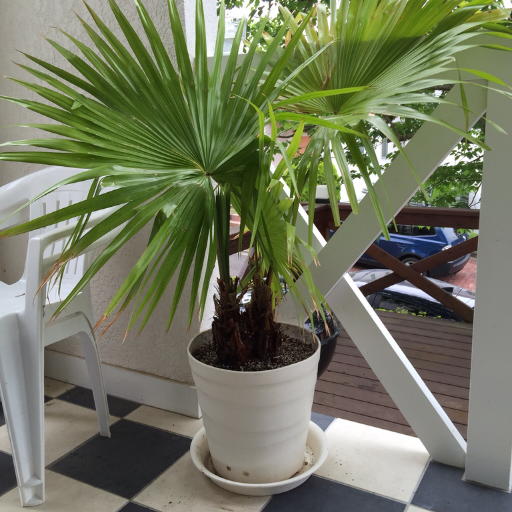 epsom salt for palm plants