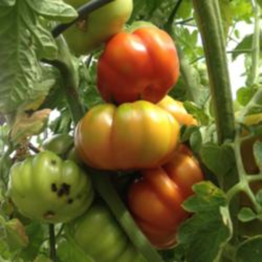 epsom salt for tomato plants dosage