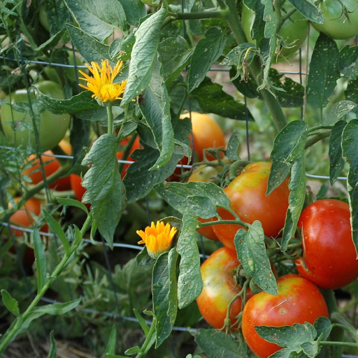 epsom salt and tomato plants