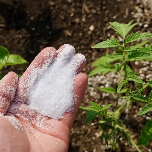 epsom salt in tomato plants