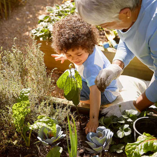 How much epsom salt should you use for a vegetable garden?