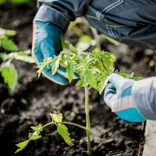 Other Uses of Epsom Salt in Your Garden