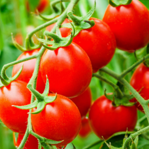 How to Identify Magnesium Deficiency in tomato Plants?