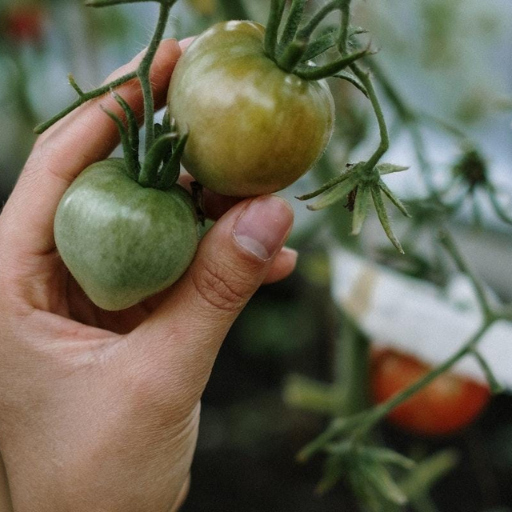 When should we use Epsom salt for tomato plants?