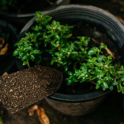 Can Epsom Salt Be Used on All Types of Plants?