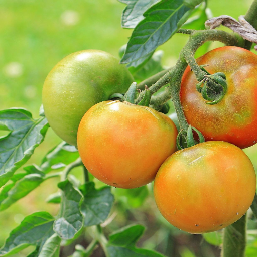 When Should You Not Use Epsom Salt for Tomatoes?