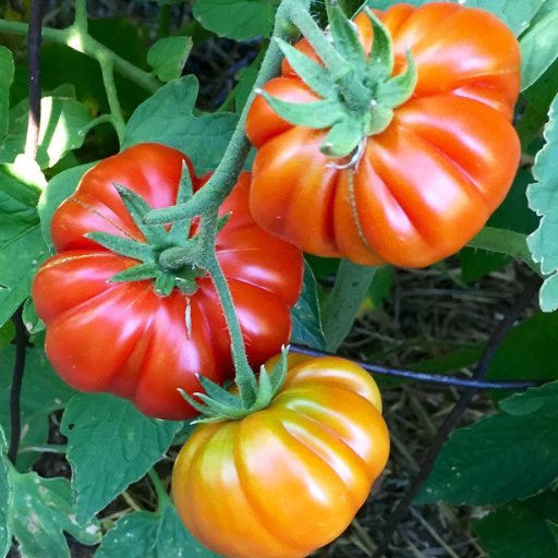 epsom salt tomato plants