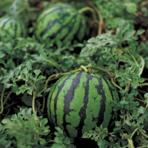 epsom salt for watermelon plants