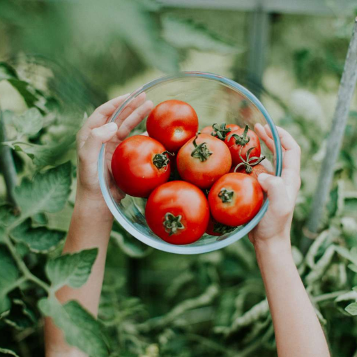 tomato plants epsom salt