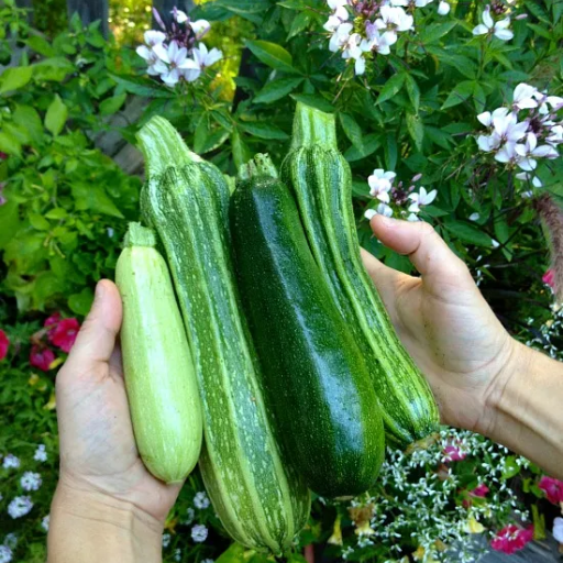 epsom salt for zucchini plants