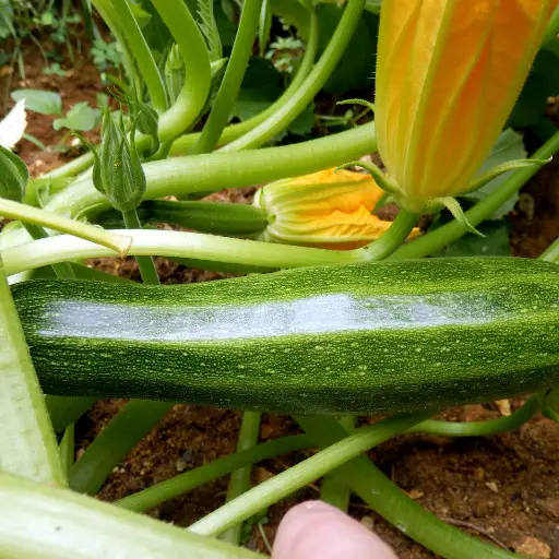 epsom salt for squash plants