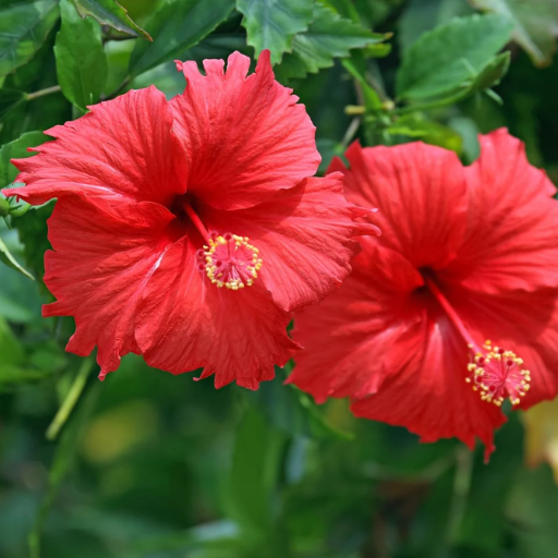 epsom salt for hibiscus plants