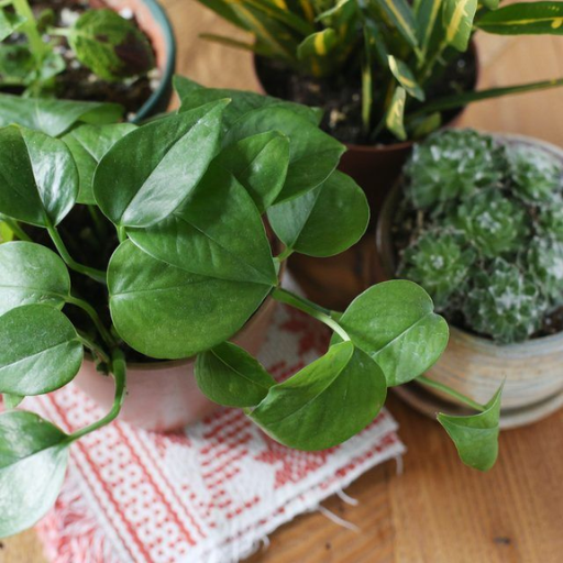 How much epsom salt per gallon of water should you use for houseplants?