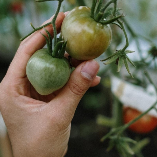 Potential Risks of Using Epsom Salt on Tomato Plants