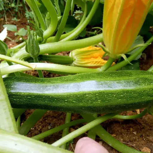 epsom salt for zucchini plants