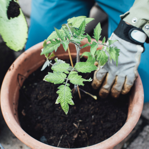 How to Add Epsom Salt to Your Tomato Plant