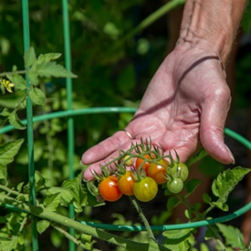 How do you use Epsom salt for tomato plants?