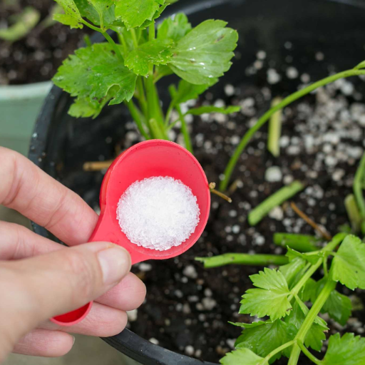 epsom salt to water ratio for plants