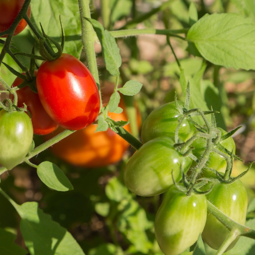 What Do Experienced Gardeners Say About Using Epsom Salt?