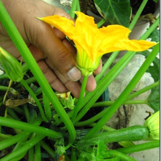 What Are Alternative Natural Fertilizers for Zucchini Plants?