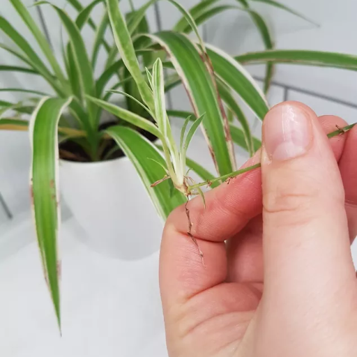 do spider plants like epsom salt