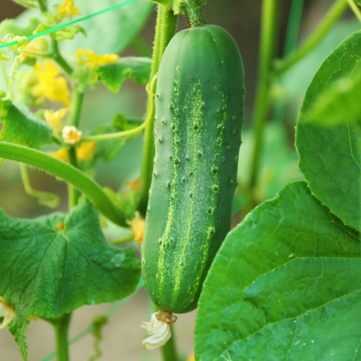 epsom salt on cucumber plants