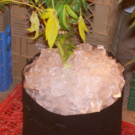 epsom salt for flushing plants