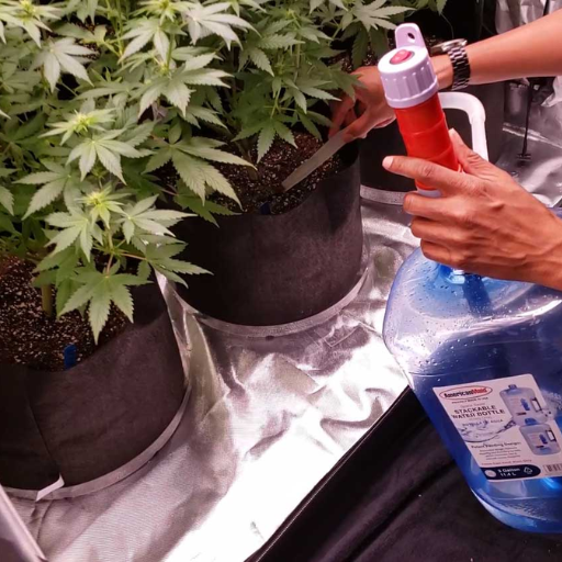 When Should You Apply Epsom Salts to Cannabis Plants?