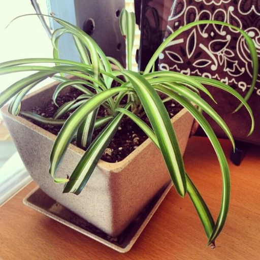 Possible Risks and Downsides of Using Epsom Salt on Spider Plants