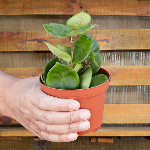 Can Epsom Salt Harm Your Houseplants?