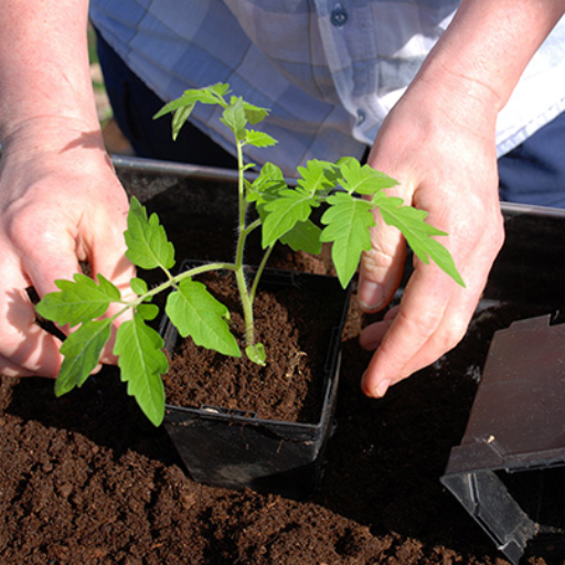 How to Do Baking Soda and Epsom Salt Impact Soil?