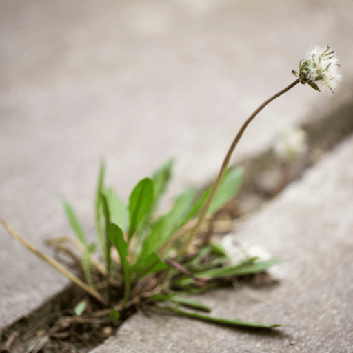 How Much Epsom Salt is Too Much for Cannabis Plants?