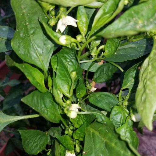 Understanding the Nutrient Needs of Pepper Plants