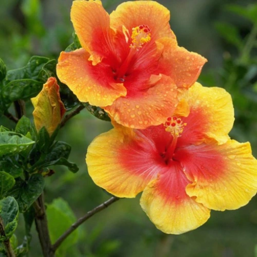 Pest and Disease Management in Hibiscus Plants