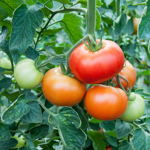 Can Epsom Salt Help with Blossom End Rot in Tomatoes?